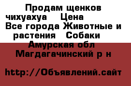 Продам щенков чихуахуа  › Цена ­ 10 000 - Все города Животные и растения » Собаки   . Амурская обл.,Магдагачинский р-н